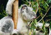 180px_koala_ag1.jpg - 3,97 kB