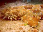 180px_wobbegong.jpg - 4,51 kB