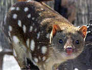 220px_spottedquoll_2005_seanmcclean.jpg - 4,29 kB