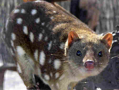789px_spottedquoll_2005_seanmcclean.jpg - 10,43 kB