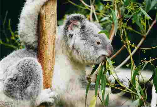 800px_koala_ag1.jpg - 10,94 kB