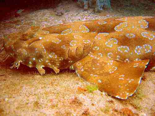 800px_wobbegong.jpg - 16,91 kB
